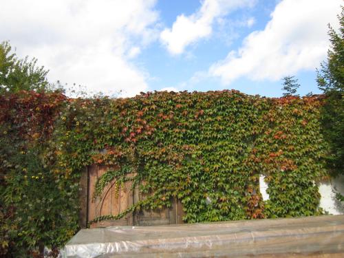 a hedge with red flowers on a wooden fence at Guest House Veronika in Kočevje