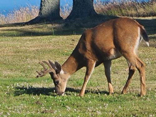 a deer with antlers grazing in a field of grass at Eagles Perch Retreat in Hansville