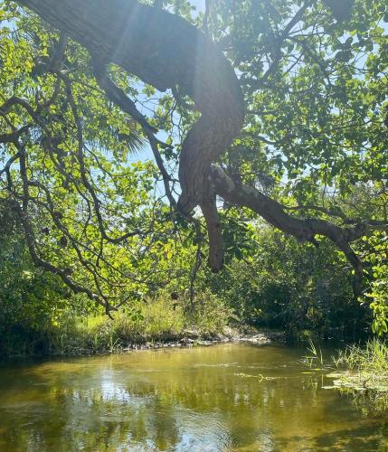 a tree hanging over a river with the sun shining at Sítio Encanto do Delta in Tutóia