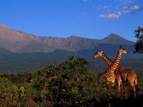 duas girafas em pé num campo com montanhas ao fundo em Mogli Adventure safari em Moshi