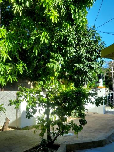 a tree sitting in front of a white wall at Cas Bed and Breakfast in Corral Spring