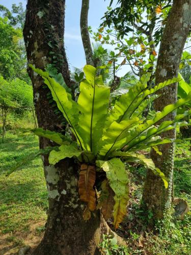 a tree with a bunch of green bananas on it at JAYANDRA HOLIDAY BUNGALOW in Waga