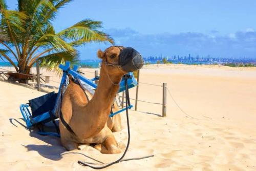 a camel is sitting on the beach at Casa em Natal /Extremoz - RN in Extremóz