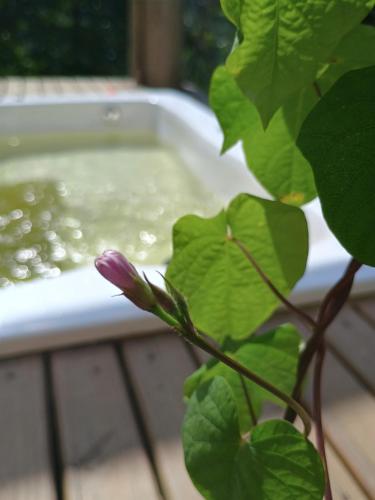 een plant voor een bad met een paarse bloem bij Espaço Isha in Canelinha