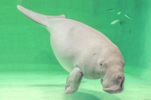 a white seal swimming in the water at Grand Mercure Ise-shima Resort & Spa in Shima