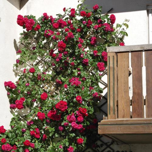 a large bush of red flowers next to a wooden bench at Landhaus Waldfrieden in Lassnitzhöhe