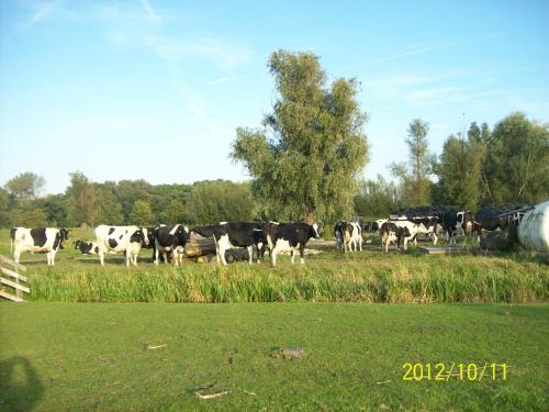 a herd of cows standing in a field at Het Boenhok logies in Lekkerkerk