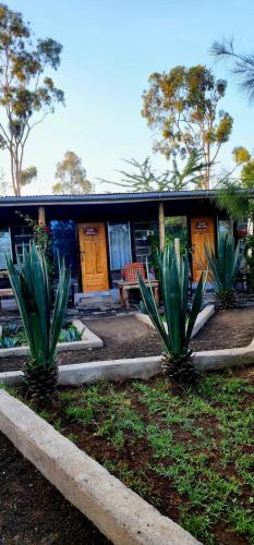 two green plants in front of a house at Lillypond Camp in Elmenteita