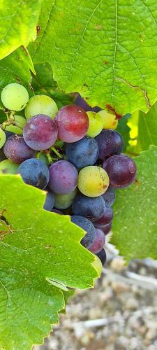 a bunch of grapes on a bunch of leaves at La Roulotte de Chiroubles in Chiroubles
