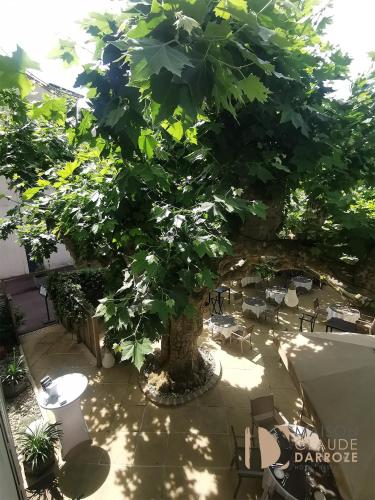 a large bonsai tree in a courtyard with chairs at Logis Hôtel - Restaurant Maison Claude Darroze in Langon
