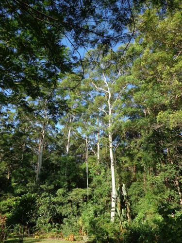 a white tree in the middle of a forest at Noosa Buoys in Tinbeerwah
