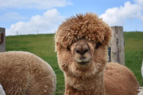 a close up of a llama standing in a field at K2Cottages in Kilday