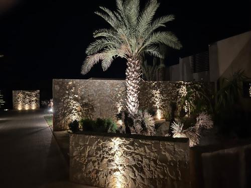 a palm tree in a planter with lights at night at Villa Maria, Luxury Marrakech in Marrakesh