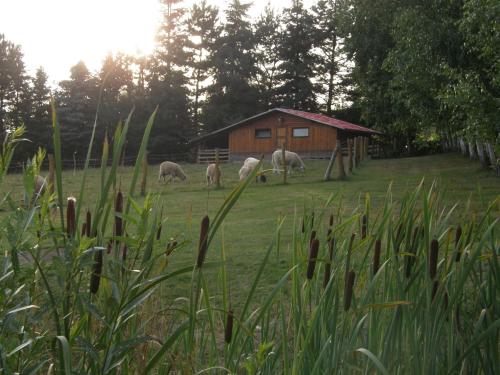 a group of sheep grazing in a field next to a barn at Penzion u Petra in Jeseník