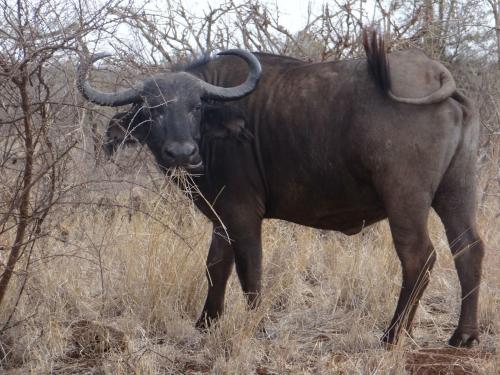 a large animal with horns standing in the grass at Ikweta Safari Camp in Maua