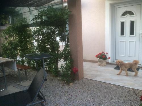 a brown dog walking out of a door at Botic Apartments in Šilo