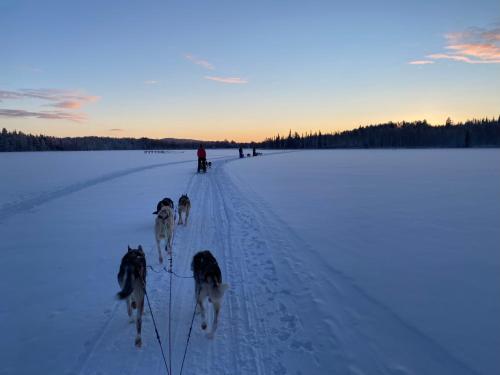 a group of dogs walking across a snow covered field at Sixty Six Degrees North - Lapland Home & Forest in Överkalix