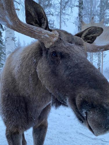 a large moose is standing in the snow at Sixty Six Degrees North - Lapland Home & Forest in Överkalix