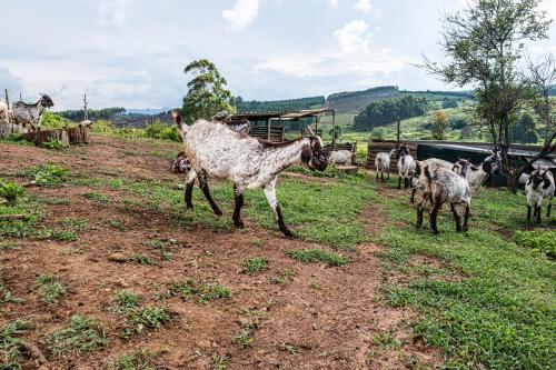 Φωτογραφία από το άλμπουμ του Seloko Guest Cottage σε Πολοκουάνε