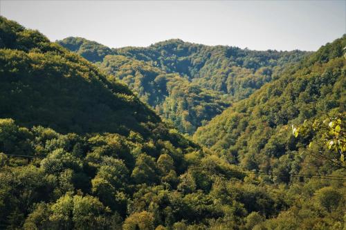a view of a forested hillside with trees at Retro in Tolmin
