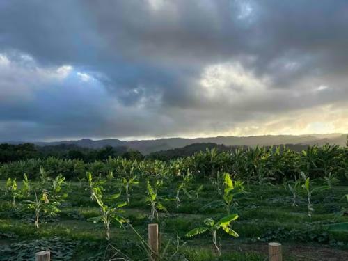 a field of corn with the sunset in the background at North Shore Glamping Camping Laie, Oahu, Hawaii in Laie