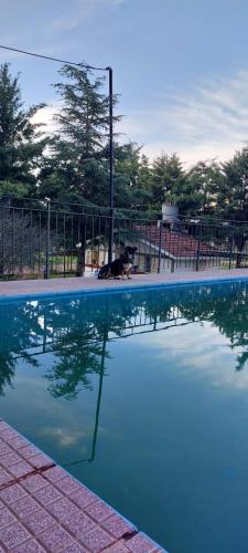 een hond zit naast een zwembad bij Habitación En La Casita de Marley in Villa Carlos Paz