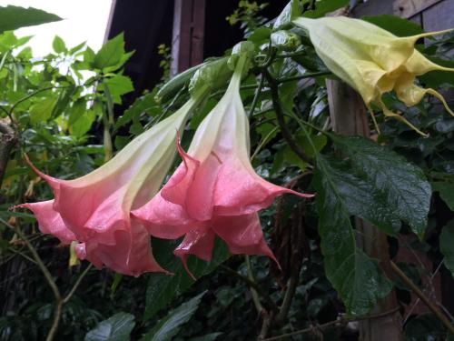 two flowers are growing on a plant at El Refugio in Foz do Iguaçu