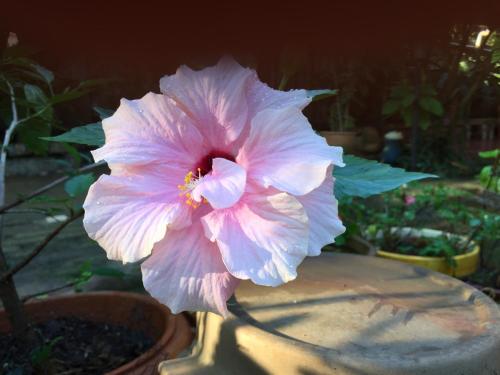 a pink flower sitting on top of a vase at El Refugio in Foz do Iguaçu