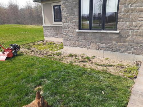 un perro tirado en el césped junto a una casa en LostCause, en Niagara Falls