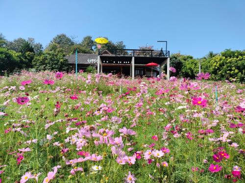 een veld met roze bloemen voor een gebouw bij ระเบียงดอยโฮมสเตย์ in Wiang Pa Pao