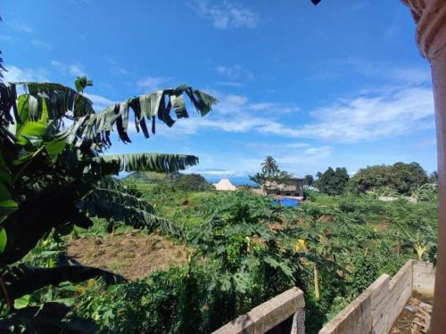 a view of a field of banana plants at Spring Hill in Limbe