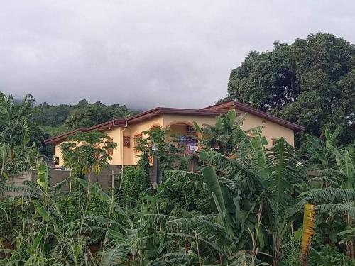 a yellow house in the middle of a forest at Spring Hill in Limbe