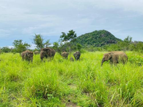 Eine Herde Elefanten, die auf einem Grasfeld wandeln in der Unterkunft Minneriya Jeep Safari in Habarana