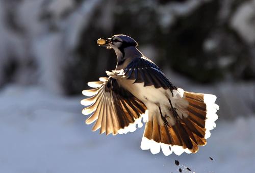 a bird flying in the air with its wings out at Chalet Du Marais in Saint-Paulin
