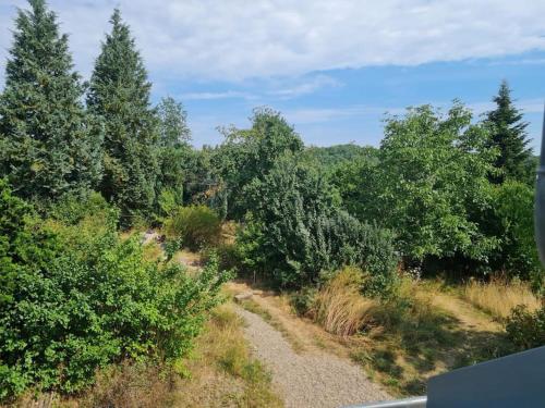 a dirt road through a forest with trees at Naturnahes Wohnen in einem alten Haus mit Garten in Windeck