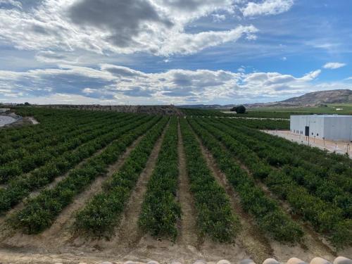 an agricultural field with rows of green crops at Casa Amarela Guesthouse, Algorfa in Algorfa