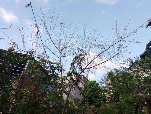 drzewo z różowymi kwiatami na podwórku w obiekcie Dalat Inn ez home w mieście Da Lat