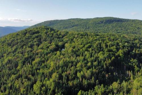 een luchtzicht op een bos van bomen bij Chalets Terre De l’Orme with Spa tucked away in nature in Saint-Gabriel-De-Valcartier