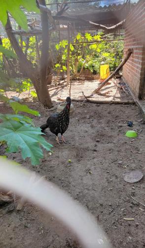 un pájaro parado en el suelo en un patio en Bungalows vista alegre, en Montoro