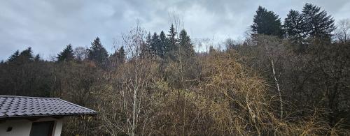 a view of a forest of trees and a house at Casa Perla Nordului in Moisei