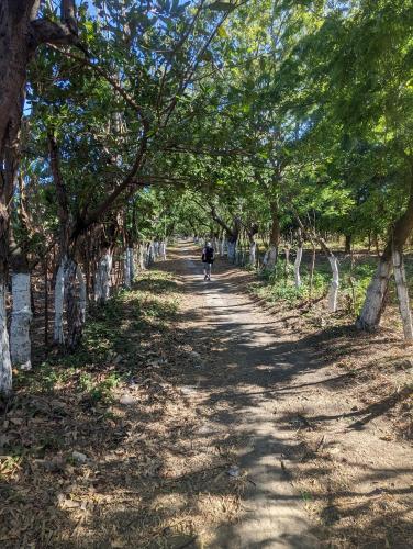 a person walking down a tree lined path at Hotel Playa Santa Martha in Rivas