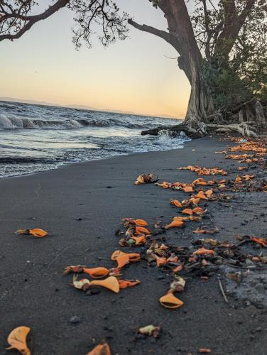 a beach with trash on the sand and a tree at Hotel Playa Santa Martha in Rivas