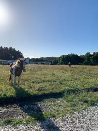 a brown and white cow standing in a field at Lomalinda Chapadmalal in Mar del Plata