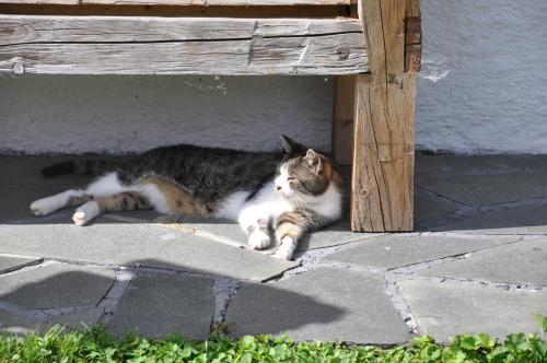 a cat laying on the ground under a bench at Wohlfühlbauernhof Bambichlhof in Fuschl am See