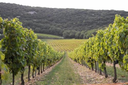 Gallery image of Bien être en 5 étoiles au cœur du sud Ardèche, Domaine de Chaussy, rivières vignobles et villages classés in Lagorce
