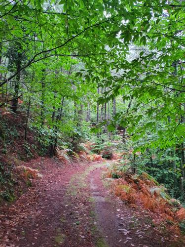 a dirt road in the middle of a forest at El Refugio de Gredos in Guisando