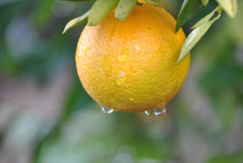 an orange hanging from a tree with water droplets at Ferme Dar Aicha green Bellouta in Bellouta
