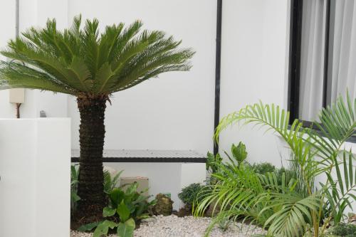 a palm tree in a room with plants at Modern 4 Bedroom House I Close to Malls I Swimming Pool I Maximum 12 Guests I by Bleuspace in Tagum