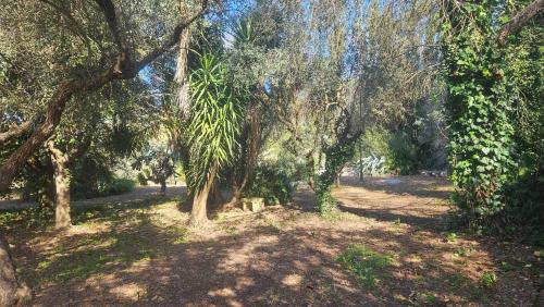 Κήπος έξω από το La Pineta