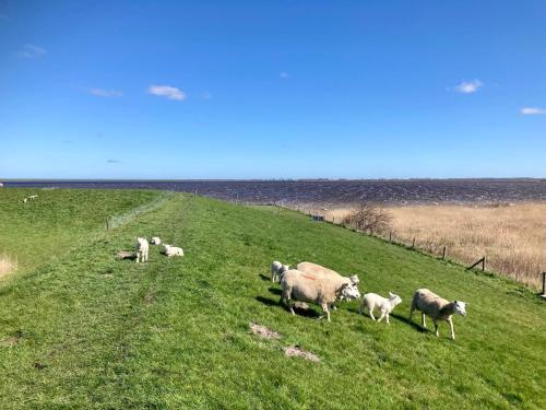 a herd of sheep grazing on a grassy field at Urlaubsruhe 6 Pers Holiday home w terrace close to National Park Lauwersmeer in Anjum
